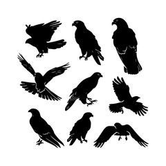 Obraz premium Set of Hawk Bird Silhouettes Solid Style White Background