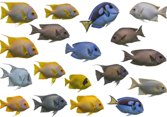 A vibrant collection of tropical fish, isolated on transparent background, showcasing a variety of colors and species in a lively underwater scene
