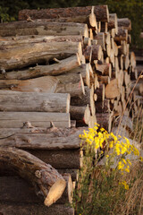 wooden beams, wooden logs, wood texture, wood grain, wood surface