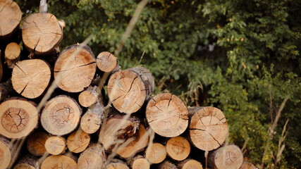 wooden beams, wooden logs, wood texture, wood grain, wood surface