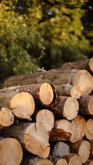 wooden beams, wooden logs, wood texture, wood grain, wood surface