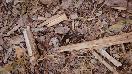 wooden beams, wooden logs, wood texture, wood grain, wood surface