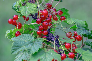 A sprig of red currant with fruits on a summer day