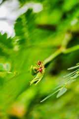Weaver ants foraging on a tree branch. Photographed close up with a macro lens