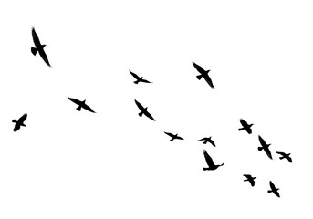 A silhouette of a flock of birds flying in formation, isolated on transparent background