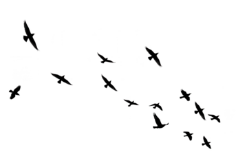 A silhouette of a flock of birds flying in formation, isolated on transparent background
