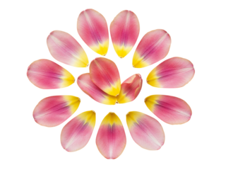 Pink and yellow tulip petals arranged in a circular pattern isolated on transparent background