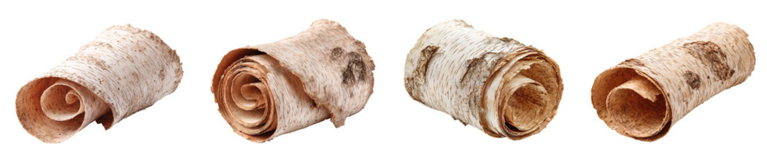 Natural Rolled Birch Bark Shaving Element, Isolated Texture for Decoration in a PNG set with transparent background