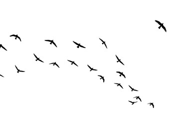 A flock of birds flying in silhouette isolated on transparent background