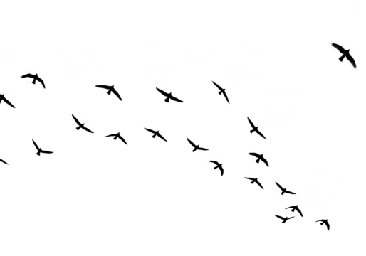 A flock of birds flying in silhouette isolated on transparent background