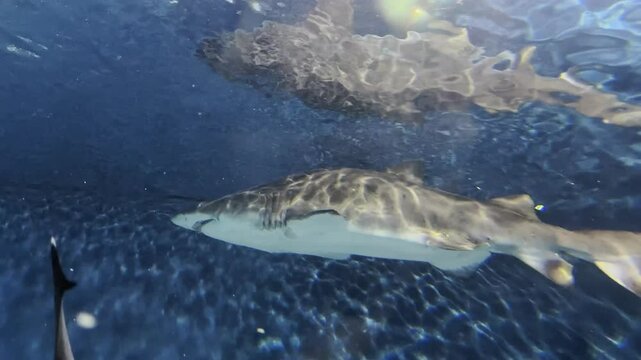A stunning footage of a sand tiger shark in the water at the Shanghai Ocean Aquarium in China