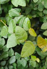 Close Up Ficus Pumila Creeping Fig Leaves