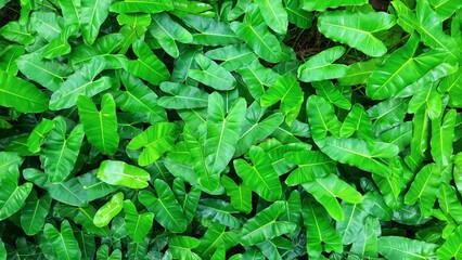 background of beautiful green leaves and closeup