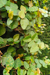 Close Up View of Lush Green Creeping Vine