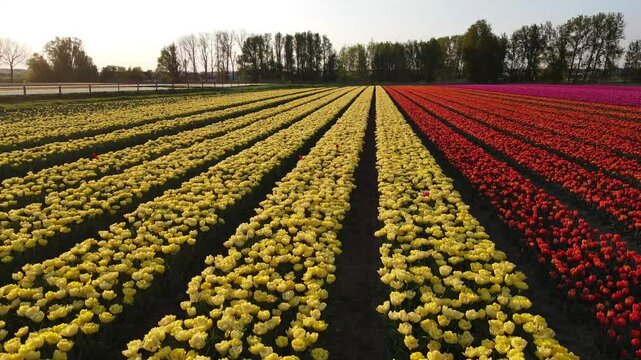 Aerial view of tulip fields in the Netherlands