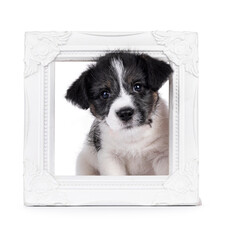 Cute Jack Russell dog puppy, sitting in white photo frame. Looking straight to camera. Isolated on...