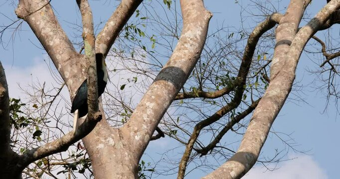 Perching on a tree, a lone male Wreathed Hornbill Rhyticeros undulatus hides partly behind a branch in a rainforest in Thailand.
