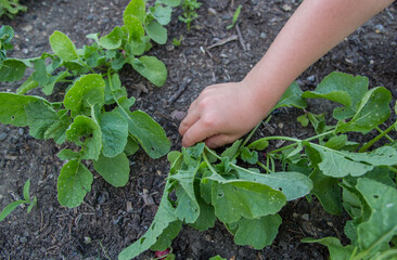 Child's hand harvesting radish from a vegetable garden