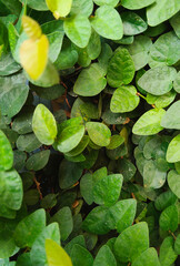 Lush Green Creeper Vine Leaves Texture