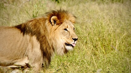 Adult male lion walking through golden grass in Namibia savanna at sunrise, wildlife conservation,...