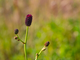 Close-up of great burnet (Sanguisorba officinalis) flower heads in a summer meadow. The deep...