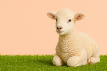 Fototapeta premium Serene lamb rests on vibrant green grass against soft peach background, exuding sense of calm and innocence. This adorable creature captures essence of tranquility and warmth