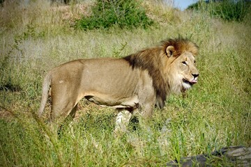 Obraz premium Side view of male lion standing in tall dry grass in Namibia’s savanna, wildlife scene showing big cat in natural habitat, conservation and safari setting in southern Africa