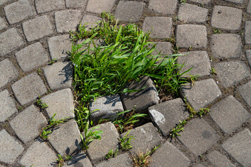 Weeds and grass growing through a gap in old paving blocks. Nature reclaiming urban space with...