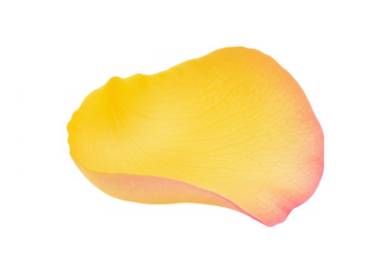 A vast, undulating snow field stretches to the horizon under a clear white sky