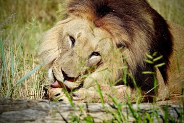 Close-up of male lion lying in dry grass, licking his paw. Captured in Namibia’s savanna. Shows...