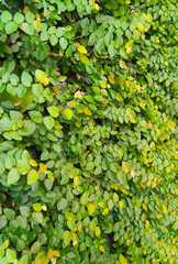 Vibrant Green Creeper Plant Wall Texture Background