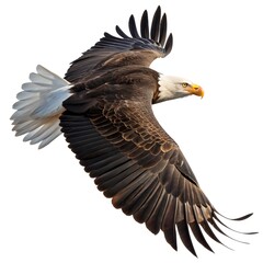 Obraz premium bald eagle in flight