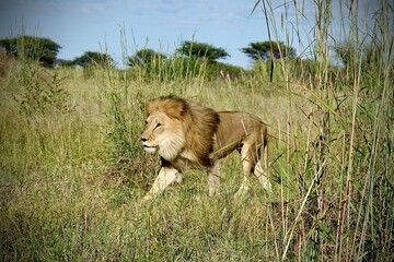 Side view of a strong male lion striding through tall grass in the African savanna. Captures...