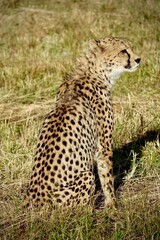 Side view of a cheetah sitting alert in dry grass, showing its spotted coat and lean body. Captures the grace and vigilance of Africa’s fastest land predator in its natural habitat. © Vivien