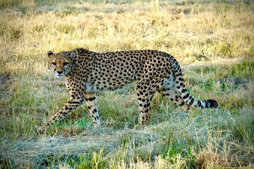 Full-body side view of a cheetah walking through dry grass in the African savanna. Wild feline with...