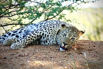 Wild leopard resting on the ground with head laid sideways, eyes open and relaxed posture. Captured in daylight in the natural bushland of Namibia, showing distinctive fur pattern.