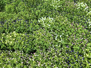 Dense Field of Colorful Torenia Flowers and Green Leaves