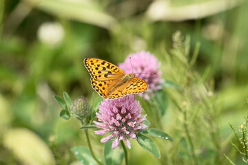アザミの蜜を吸うヒョウモンチョウ