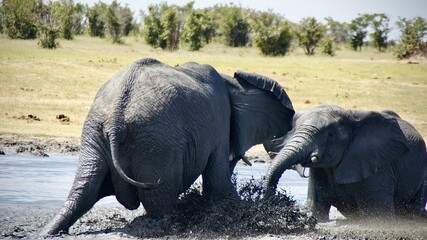 Two African elephants playfully bathing in muddy water at a natural waterhole in the savannah on a sunny day.