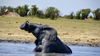 Young African elephant enjoying a refreshing moment while sitting and playing in a waterhole surrounded by dry savannah landscape.