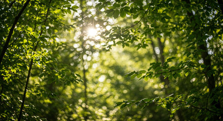 Sunlit Green Leaves in a Forest