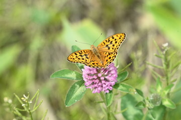 アザミの蜜を吸うヒョウモンチョウ
