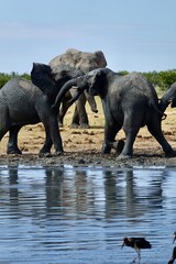 Young African elephants playfully sparring at a waterhole, raising trunks and facing off while...