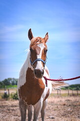 portrait of a horse
