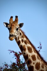 Close-up of a giraffe with prominent patterns and ossicones, standing against a clear blue sky with red foliage in the background, captured in natural daylight.
