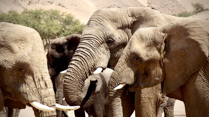 Group of African elephants closely gathered in dry savanna, including adults and calves, with...