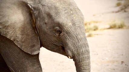 Close-up of a young African elephant in the arid savanna, highlighting its gentle eye, textured...