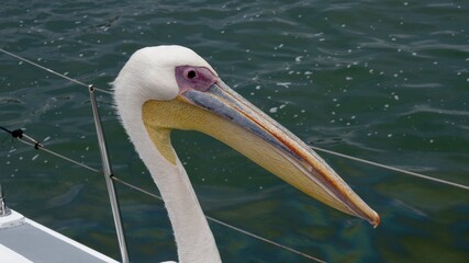  Close-up of a pelican perched on a boat railing, showing detailed beak and feathers with calm...