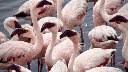 Close-up of a group of Chilean flamingos with pink feathers and curved beaks gathered in shallow...