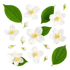 Flat Lay Collection of Jasmine Flowers, Detached Leaves, and Buds for Culinary Design, Transparent Background